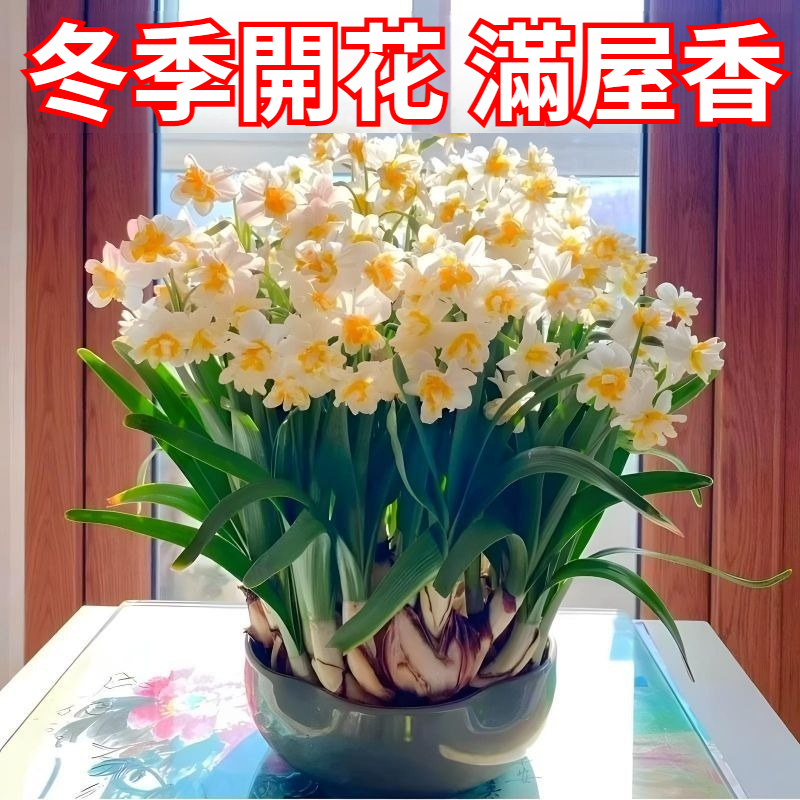 【比香水還香，盛開在冬天，新手也能輕鬆養爆花，种一次年年有花看】重辦洋水仙，耐寒易養，不挑環境，水培土培都可以，現在種下，過年就開花，滿屋飄香，清新怡人！